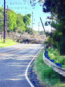 Car crash in Makawao topples tree, power lines
